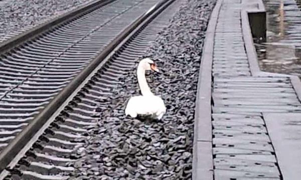 Un cisne, de luto, interrumpe la circulación ferroviaria en Alemania - Mundo - ABC Color