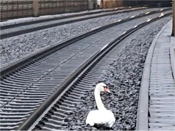 Un cisne, de luto, interrumpe la circulación ferroviaria en Alemania
