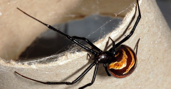 La Nación / Tips LN: Cómo evitar arañas en la casa