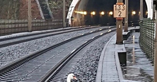 La Nación / Un cisne, de luto, interrumpe la circulación ferroviaria en Alemania