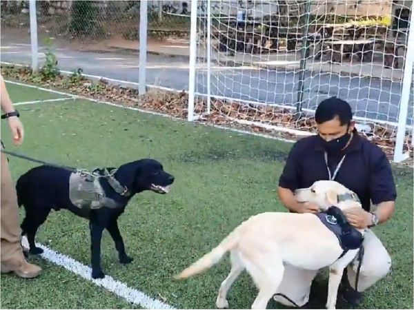 Cerca de 3.000 postulaciones para adoptar perros de la Senad