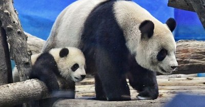 La Nación / Uno de los últimos grandes pandas de Taiwán aparece por primera vez ante las cámaras