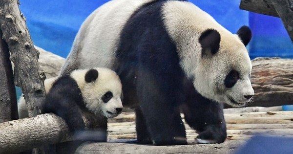 La Nación / Uno de los últimos grandes pandas de Taiwán aparece por primera vez ante las cámaras