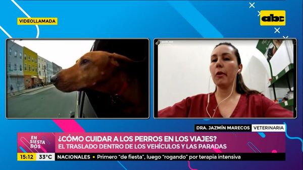 ¿Cómo cuidar a nuestros perros en los viajes? - Ensiestados - ABC Color