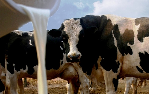 Pese a la pandemia, el sector lácteo nacional pudo seguir trabajando al 100% durante 2020 | .::Agencia IP::.