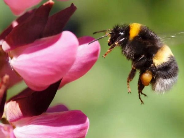 Los abejorros más grandes saben "fichar" a las mejores flores