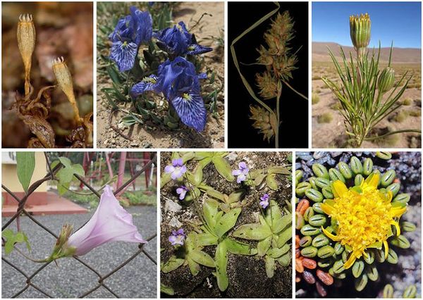 Los botánicos españoles han registrado 43 nuevas especies de plantas en 2020  - Ciencia - ABC Color
