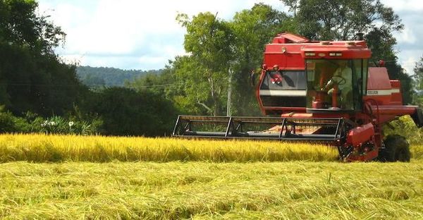 ¡Paraguay verde! Consejo agrario conversa sobre creación de código ambiental