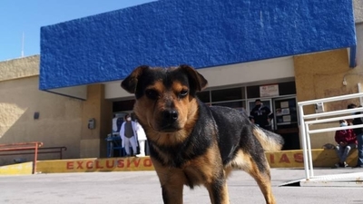 HOY / Un perro espera un mes en el hospital por su dueño fallecido por Covid-19