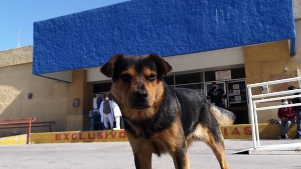 HOY / Un perro espera un mes en el hospital por su dueño fallecido por Covid-19