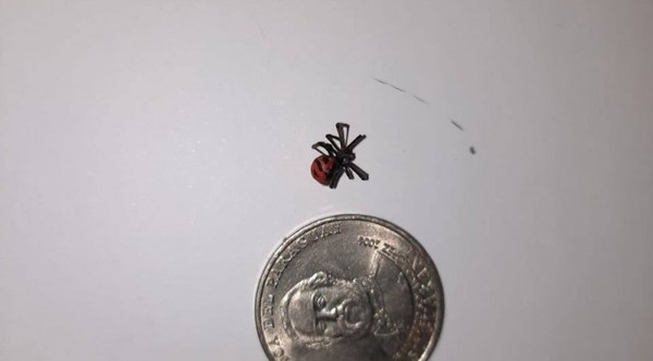 Hija de hombre fallecido por picadura de araña acusa al Ministerio de Salud de mentir en relación a la muerte de su padre