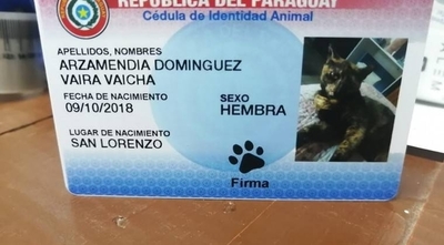 HOY / Tras acuerdo, imprimirán de vuelta cédulas para mascotas con otro diseño y color