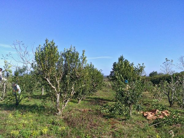 Agronegocio de la yerba mate: dos problemas de alto impacto y sus posibles soluciones