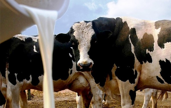 Industrias impulsan el consumo lácteo para alcanzar valores de la OMS y sostener la alta productividad - La Mira Digital
