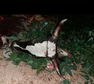 Abigeadores faenan dos lecheras de un poblador de San Ana