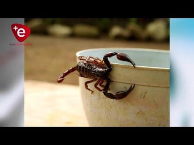TEMPORADA DE ALACRANES: INSTAN A LIMPIAR LAS VIVIENDAS Y PATÍOS