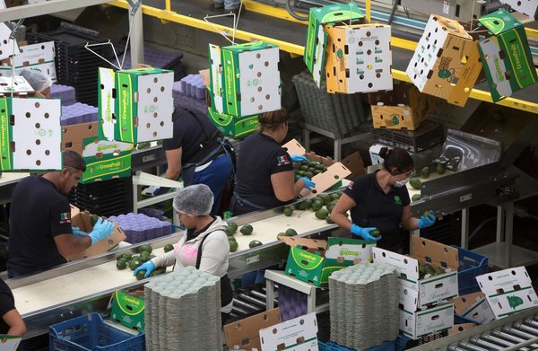 Pandemia, T-MEC y tensión con el Gobierno: así fue el 2020 del campo mexicano - MarketData