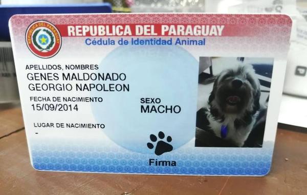 Empresa volverá a imprimir cédulas de mascotas tras acuerdo con Fiscalía