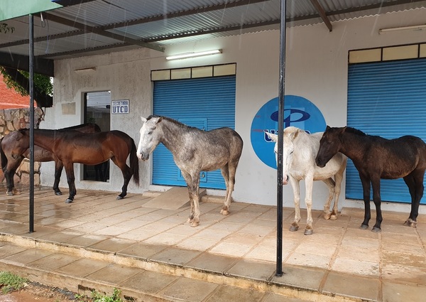 Piden al intendente contener animales sueltos en Concepción