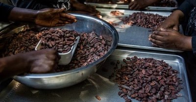 La Nación / Del grano a la tableta, el cacao de Haití busca un lugar en el mercado