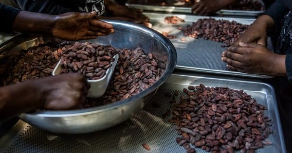La Nación / Del grano a la tableta, el cacao de Haití busca un lugar en el mercado