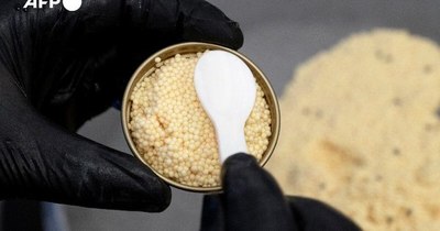 La Nación / El caviar blanco, inesperado tesoro en los Alpes austriacos