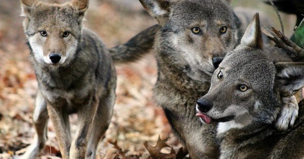 La Nación / ¿Aullando al vacío? Recuperación del lobo estadounidense en peligro por Trump