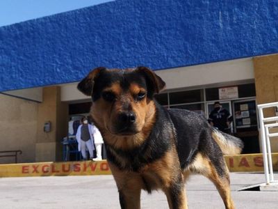 Un perro esperaba fuera del hospital a su dueño fallecido por Covid