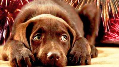 Tips para que las mascotas no sufran con la pirotecnia » Ñanduti