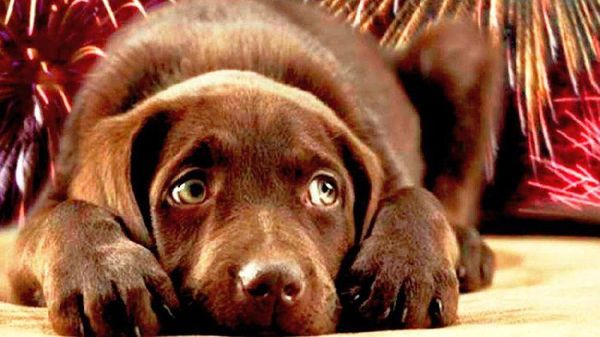 Tips para que las mascotas no sufran con la pirotecnia » Ñanduti