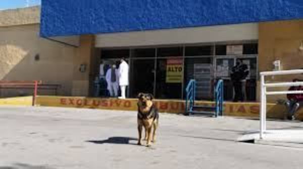 México: Rescatan a un perro que esperó a su dueño 30 días fuera del hospital, su propietario ya había fallecido a causa del covid-19
