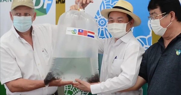 La Nación / Destacan asistencia de Misión Técnica de Taiwán para producción de surubí