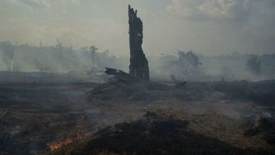 2020, otro año negro para el medioambiente en Latinoamérica