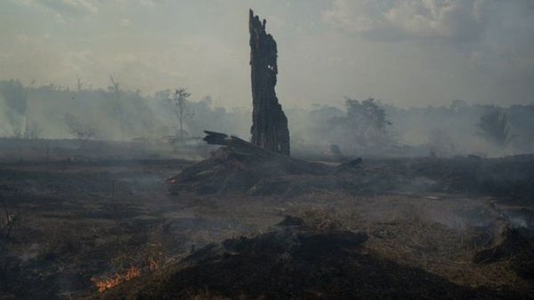 2020, otro año negro para el medioambiente en Latinoamérica