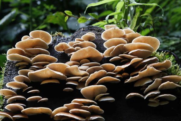 Bosque Nuboso Palo Verde, un rincón lleno biodiversidad en Costa Rica - MarketData