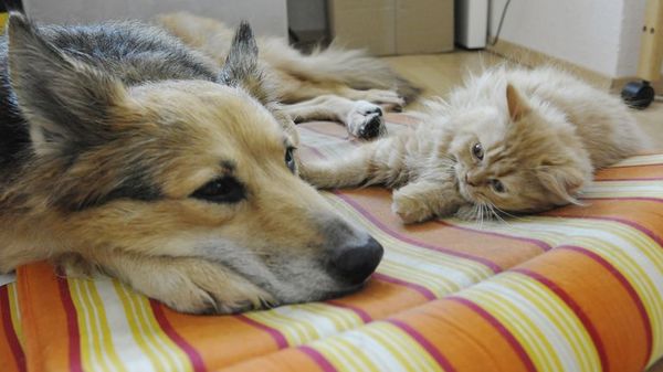 Cómo lograr la convivencia entre perro y gato - Mascotas - ABC Color