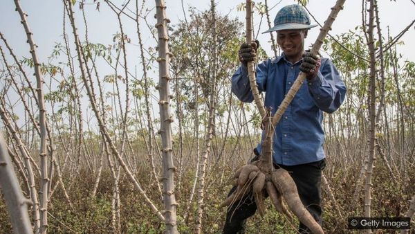 El insecto de 1 milímetro que salvó la economía de un país