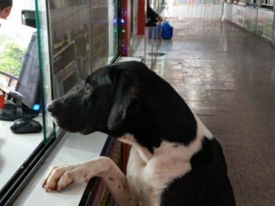 Perritos abandonados en la terminal buscan ser adoptados