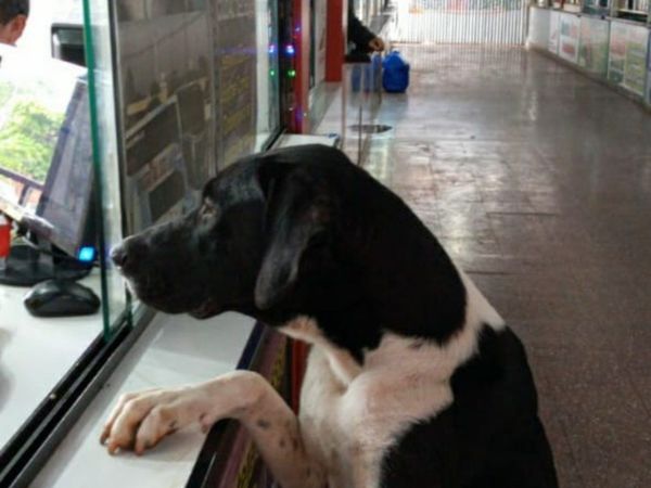 Perritos abandonados en la terminal buscan ser adoptados