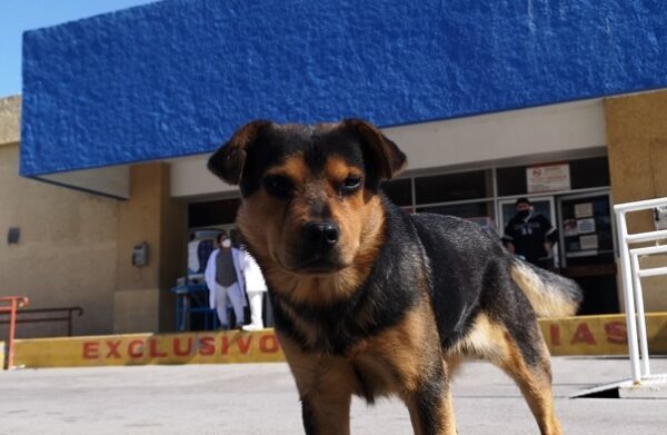 Rescatan a Covito, el perro que esperó por semanas a su dueño fallecido