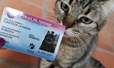 CÉDULAS DE MASCOTAS VOLVERÁN CON NUEVO DISEÑO