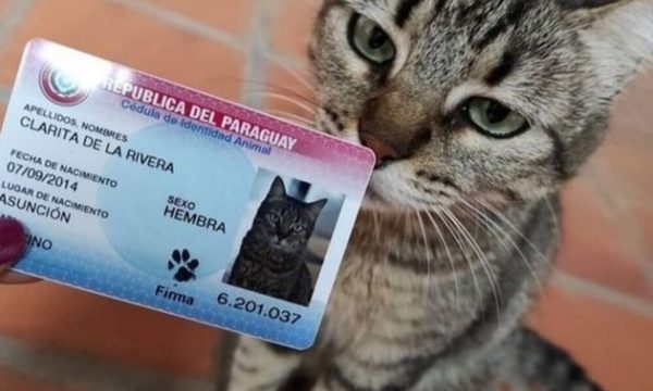 CÉDULAS DE MASCOTAS VOLVERÁN CON NUEVO DISEÑO