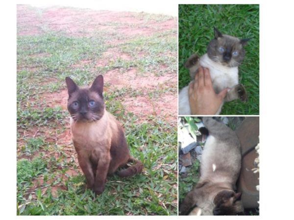 Ladrones robaron el gato mimado de una familia