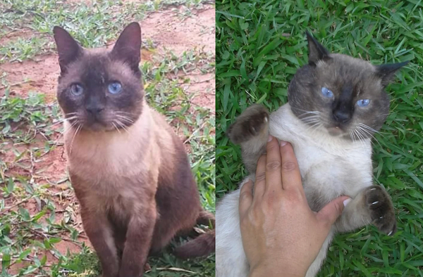 Ladrones robaron el gato mimado de una familia - Noticiero Paraguay