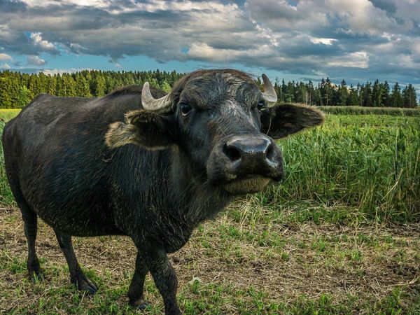 Un búfalo que "baila" con su dueña se vuelve viral