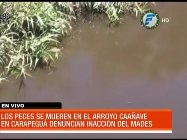 Carapeguá: Vecinos preocupados mortandad de peces en un arroyo