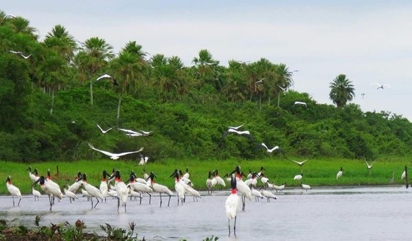 Pantanal Paraguayo: unos de los humedales de agua dulce más grande del mundo