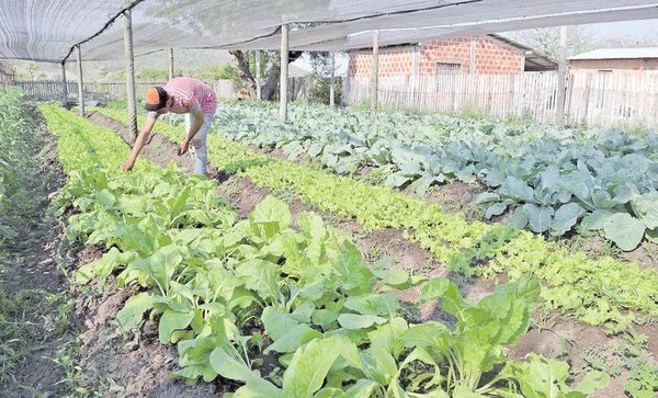 ¿Cómo ha impactado el covid-19 en el sistema alimentario paraguayo? - Económico - ABC Color