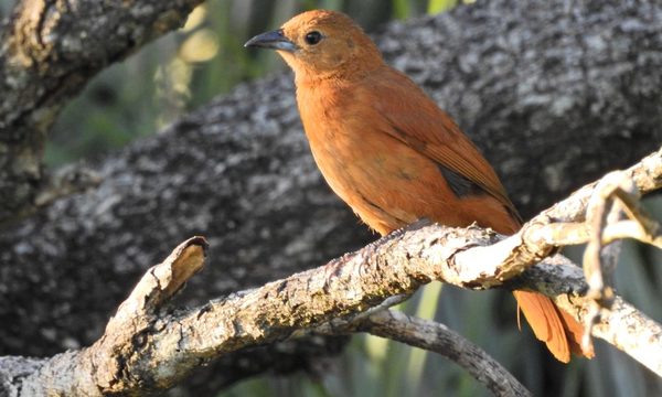 Las aves del Paraguay: notable reconocimiento al acervo natural