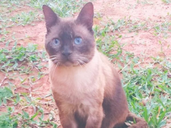 Les roban hasta el gato: "queremos recuperarlo"